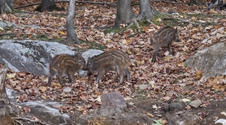 Parc Omega   |   4  /  5    |